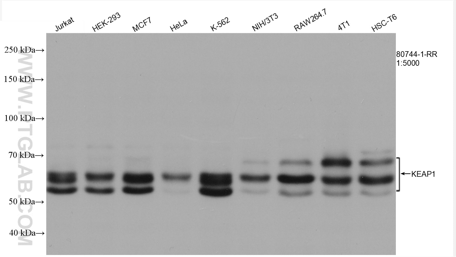 Western Blot (WB) analysis of various lysates using KEAP1 Recombinant antibody (80744-1-RR)