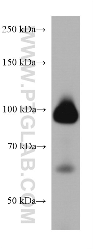 Western Blot (WB) analysis of human red blood cells using KEL Monoclonal antibody (67393-1-Ig)