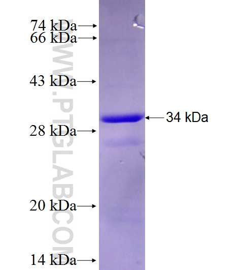 KEL fusion protein Ag28192 SDS-PAGE