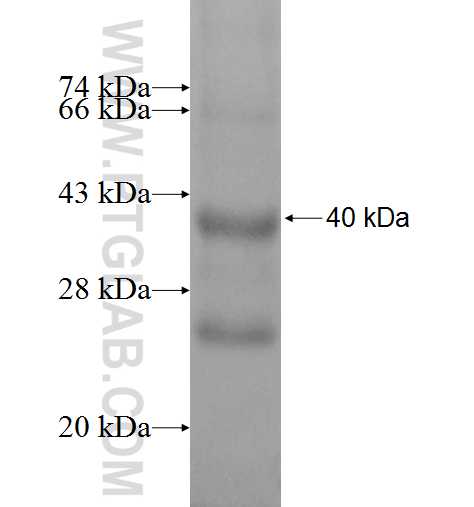 KEL fusion protein Ag6579 SDS-PAGE