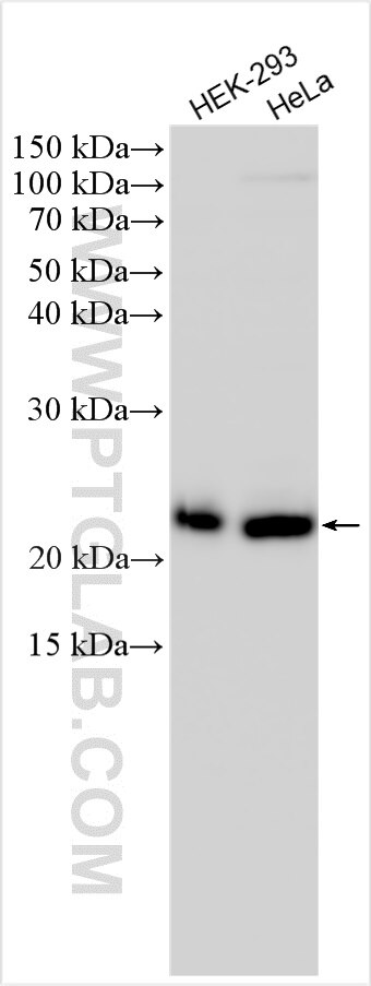 Western Blot (WB) analysis of various lysates using KEPI Polyclonal antibody (24933-1-AP)
