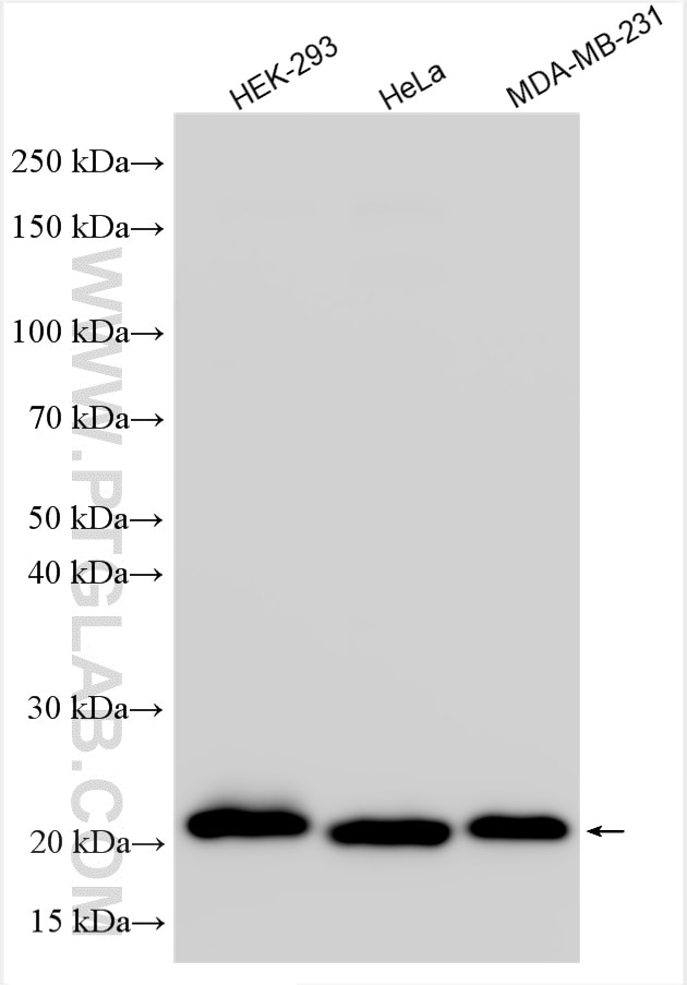 Western Blot (WB) analysis of various lysates using KEPI Polyclonal antibody (24933-1-AP)