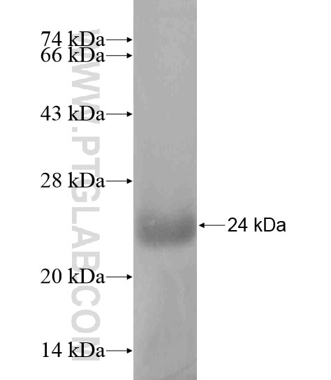KEPI fusion protein Ag20645 SDS-PAGE