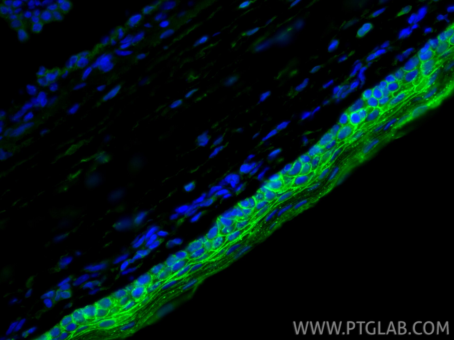 Immunofluorescence (IF) / fluorescent staining of rat eye tissue using CoraLite® Plus 488-conjugated KERA Recombinant ant (CL488-83272)