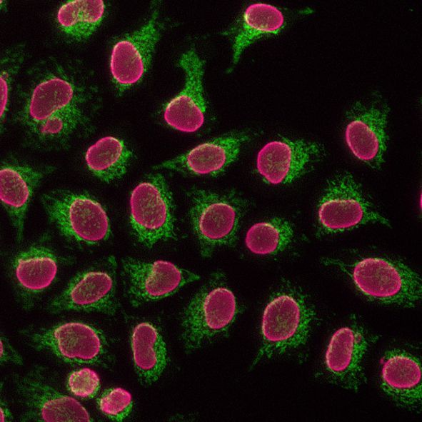 Immunofluorescence of HeLa: PFA-fixed HeLa cells were stained with anti-Tom70 (14528-1-AP) labeled with FlexAble CoraLite® 488 Kit (KFA001, green) and anti-Lamin B1 (12987-1-AP) labeled with FlexAble CoraLite Plus 650 Kit (KFA003, cyan).​ Epifluorescence images were acquired with a 20x objective and post-processed.<br>