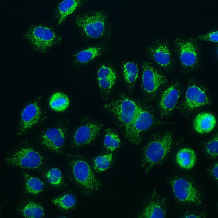 Immunofluorescence of HeLa: PFA-fixed HeLa cells were stained with anti-TOM70 (14528-1-AP) labeled with FlexAble CoraLite® 488 Kit (KFA001, green) and DAPI (blue).​ Epifluorescence images were acquired with a 20x objective and post-processed.