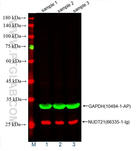 WB of HeLa cell lysates: HeLa cell lysates were detected with anti-GAPDH (10494-1-AP) labeled with FlexAble CoraLite® Plus 555 Kit (KFA002, green) and anti-NUDT21 (66335-1-Ig) labeled with FlexAble CoraLite® Plus 647 Kit (KFA023, red).