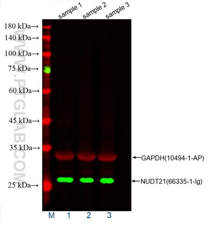 WB of HeLa cell lysates: HeLa cell lysates were detected with anti-GAPDH (10494-1-AP) labeled with FlexAble CoraLite® Plus 647 Kit (KFA003, red) and anti-NUDT21 (66335-1-Ig) labeled with FlexAble CoraLite® Plus 555 Kit (KFA022, green).