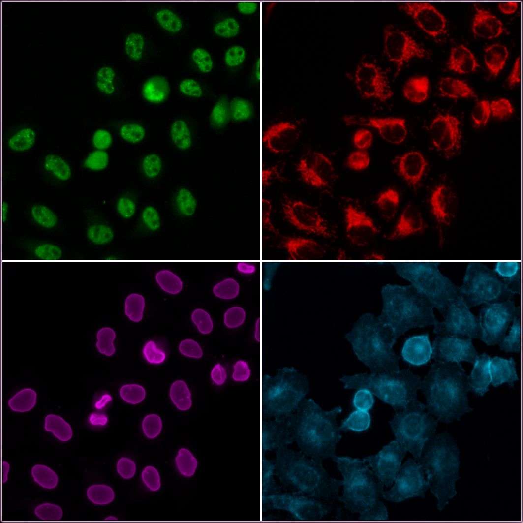 Immunofluorescence of HeLa: PFA-fixed HeLa cells were stained with anti-TDP43 (10782-2-AP) labeled with FlexAble CoraLite® 488 Kit (KFA001, green), anti-TOM20 (11802-1-AP) labeled with FlexAble CoraLite® Plus 550 Kit (KFA002, red), anti-Lamin B1 (12987-1-AP) labeled with FlexAble CoraLite® Plus 650 Kit (KFA003, magenta) and anti-CD147 labeled with FlexAble CoraLite® Plus 750 Kit (KFA004, cyan).​ Epifluorescence images were acquired with a 20x objective and post-processed.