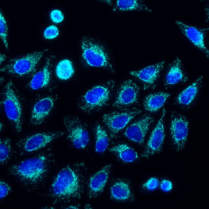 Immunofluorescence of HeLa: PFA-fixed HeLa cells were stained with anti-TOM20 (11802-1-AP) labeled with FlexAble CoraLite® Plus 750 Kit (KFA004, cyan) and DAPI (blue).​ Epifluorescence images were acquired with a 20x objective and post-processed.