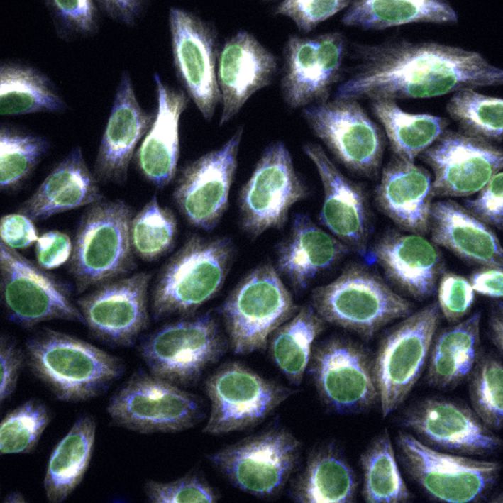 Immunofluorescence of HeLa: PFA-fixed HeLa cells were stained with anti-Lamin B1 (66095-1-Ig) labeled with FlexAble CoraLite® 488 Kit (KFA021, green) and anti-HSP60 (66041-1-Ig) labeled with FlexAble CoraLite® Plus 550 Kit (KFA022, blue), anti-GORASP2 (66627-1-Ig) labeled with FlexAble CoraLite® Plus 650 Kit (KFA023, yellow) and anti-Tubulin alpha labeled with FlexAble CoraLite® Plus 750 Kit (KFA024, grey).​ Epifluorescence images were acquired with a 20x objective and post-processed.