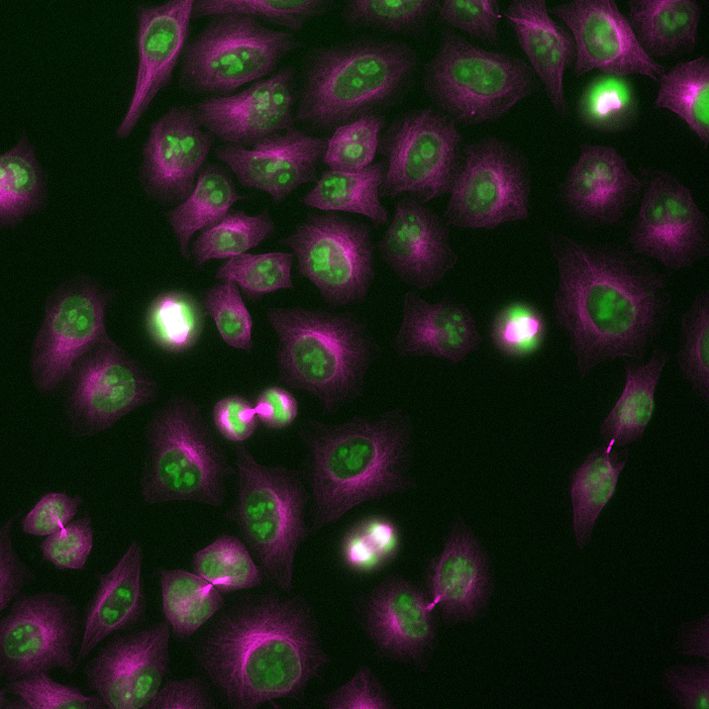 Immunofluorescence of HeLa: PFA-fixed HeLa cells were stained with anti-Lamin B1 (66095-1-Ig) labeled with FlexAble CoraLite® 488 Kit (KFA021, green), anti-HSP60 (66041-1-Ig) labeled with FlexAble CoraLite® Plus 550 Kit (KFA022, red) and anti-GORASP2 (66627-1-Ig) labeled with FlexAble CoraLite® Plus 650 Kit (KFA023, cyan).​ Confocal images were acquired with a 100x oil objective and post-processed. Images were recorded at the Core Facility Bioimaging at the Biomedical Center, LMU Munich.