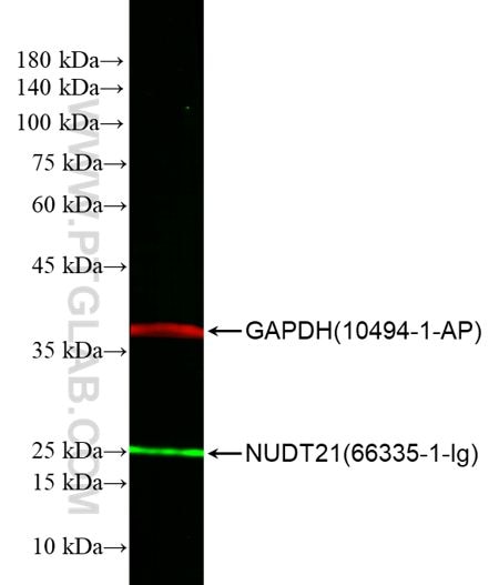 WB of HEK-293 cell lysates: HEK-293 cell lysates were detected with anti-GAPDH (10494-1-AP) labeled with FlexAble CoraLite® Plus 750 Kit (KFA004, red) and anti-NUDT21 (66335-1-Ig) labeled with FlexAble CoraLite® 488 Kit (KFA021, green).