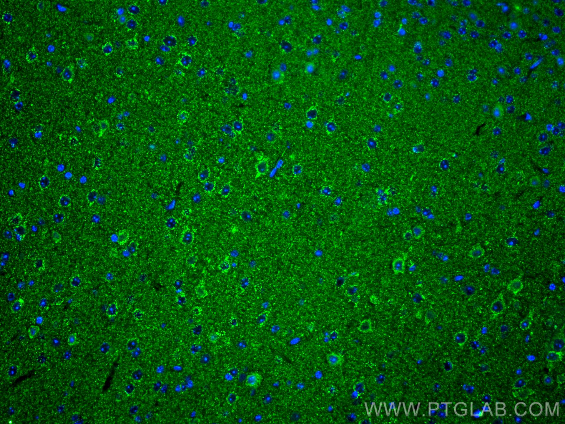 Immunofluorescence (IF) / fluorescent staining of mouse brain tissue using KGA-Specific Monoclonal antibody (66265-2-Ig)