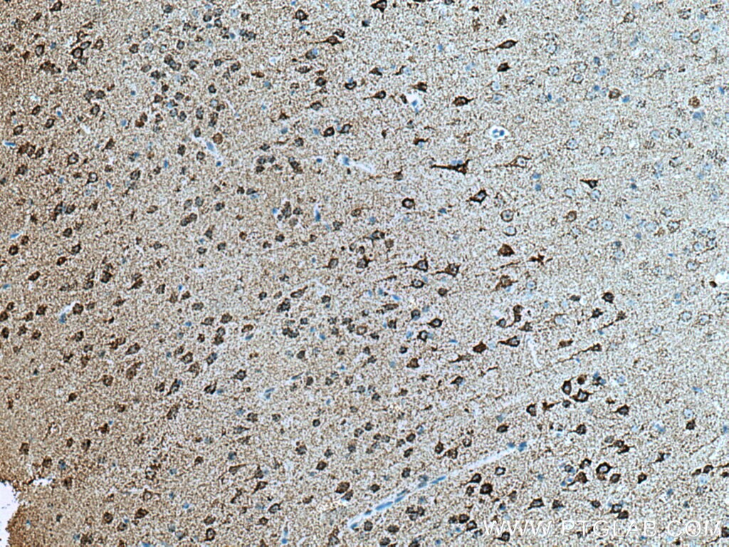 Immunohistochemistry (IHC) staining of mouse brain tissue using KGA-Specific Monoclonal antibody (66265-2-Ig)