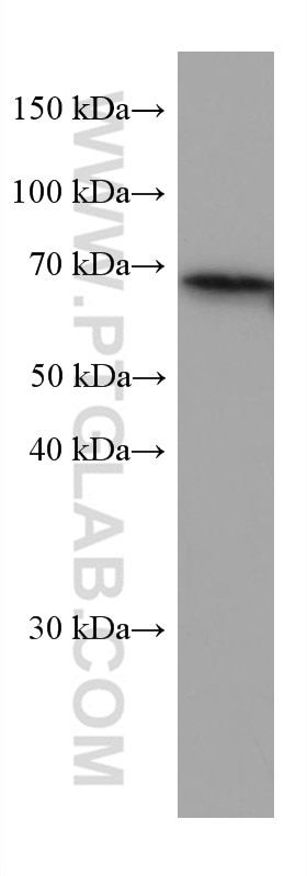 Western Blot (WB) analysis of HEK-293 cells using KGA-Specific Monoclonal antibody (66265-2-Ig)