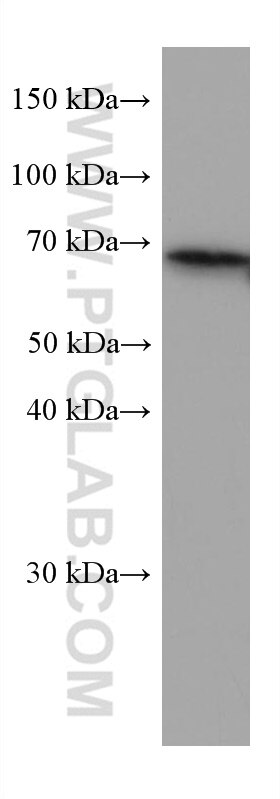 WB analysis of HEK-293 using 66265-2-Ig