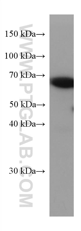 Western Blot (WB) analysis of NIH/3T3 cells using KGA-Specific Monoclonal antibody (66265-2-Ig)