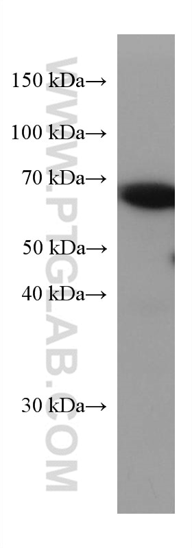 WB analysis of NIH/3T3 using 66265-2-Ig