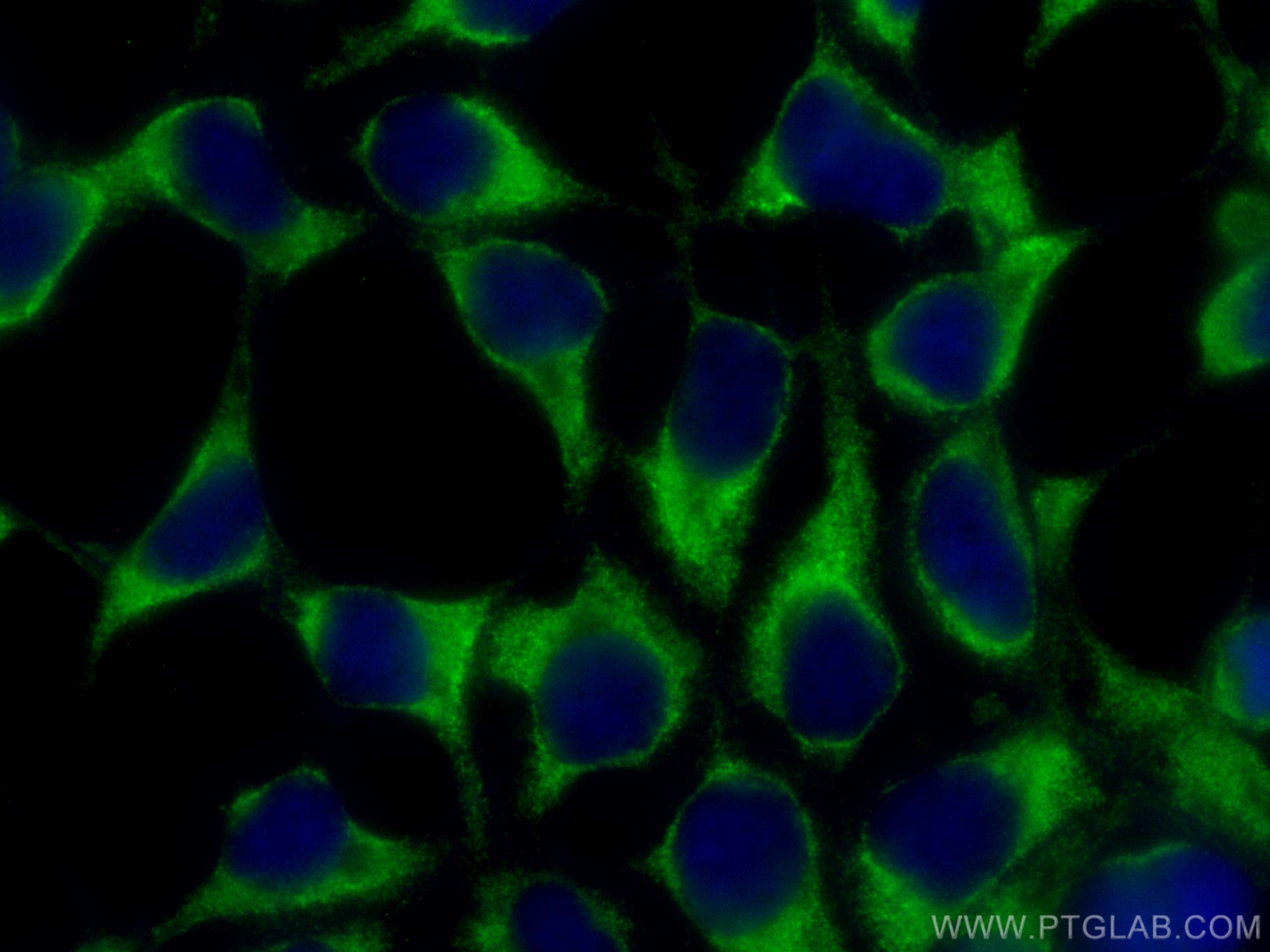 Immunofluorescence (IF) / fluorescent staining of HEK-293 cells using CoraLite® Plus 488-conjugated KGA-Specific Polyclo (CL488-20170)