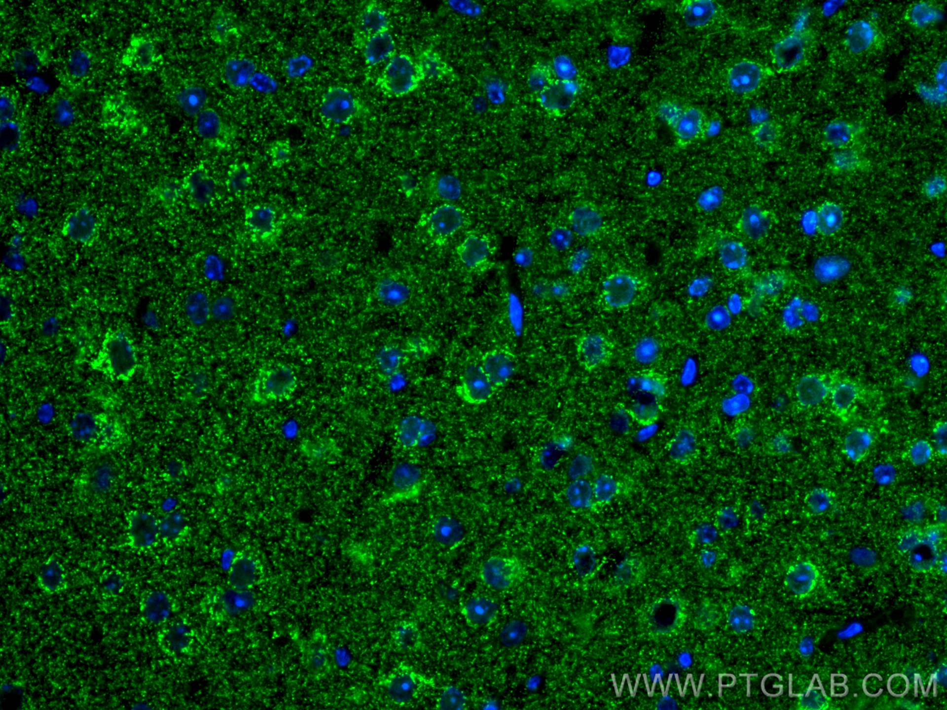 Immunofluorescence (IF) / fluorescent staining of mouse brain tissue using CoraLite® Plus 488-conjugated KGA-Specific Monoclo (CL488-66265)