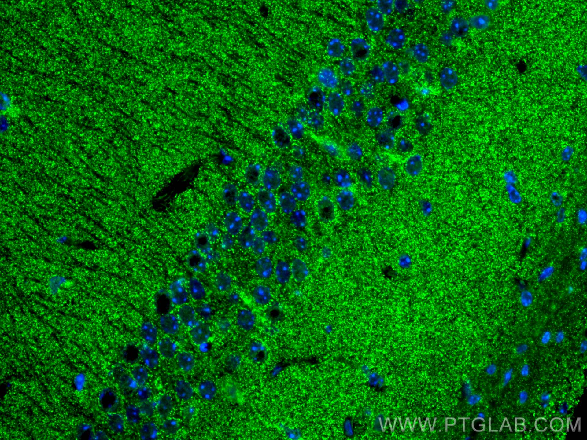 Immunofluorescence (IF) / fluorescent staining of mouse brain tissue using CoraLite® Plus 488-conjugated KGA-Specific Monoclo (CL488-66265)