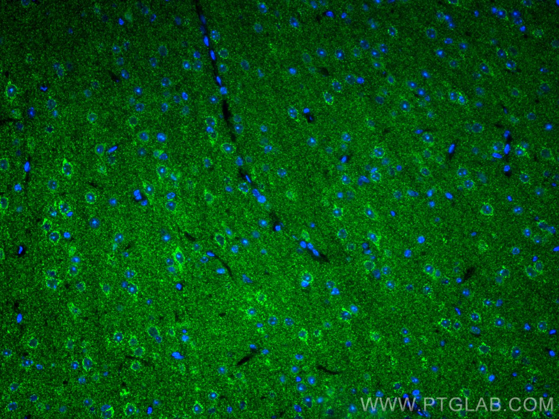 IF Staining of mouse brain using CL488-66265