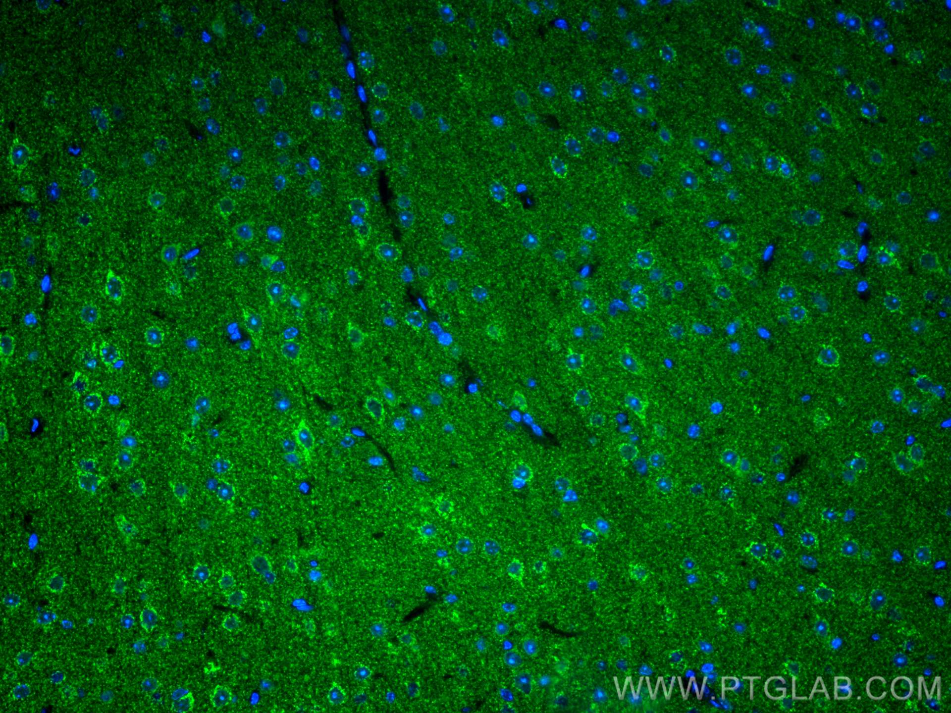 Immunofluorescence (IF) / fluorescent staining of mouse brain tissue using CoraLite® Plus 488-conjugated KGA-Specific Monoclo (CL488-66265)