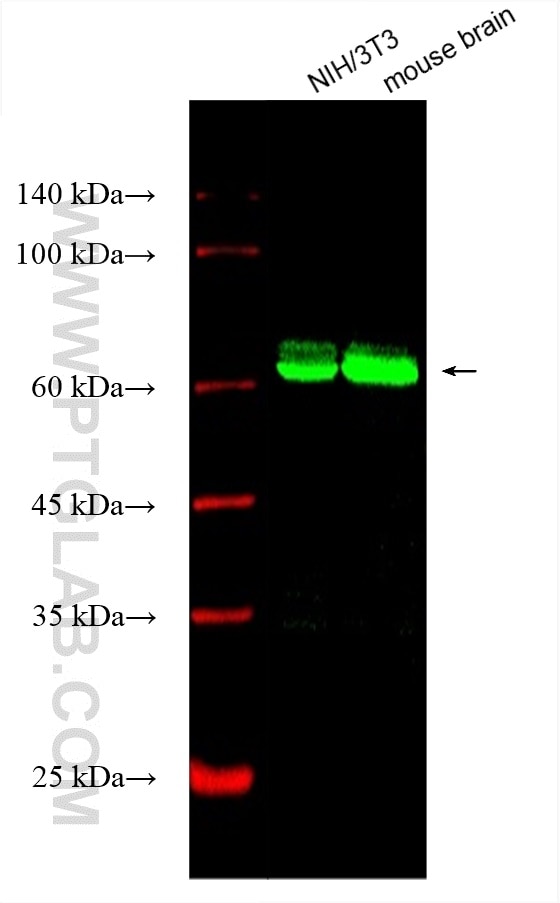 Western Blot (WB) analysis of various lysates using CoraLite® Plus 488-conjugated KGA-Specific Monoclo (CL488-66265)
