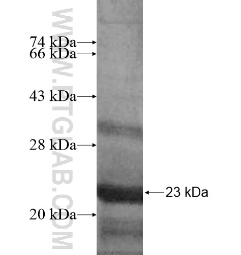 KGFLP1 fusion protein Ag12831 SDS-PAGE