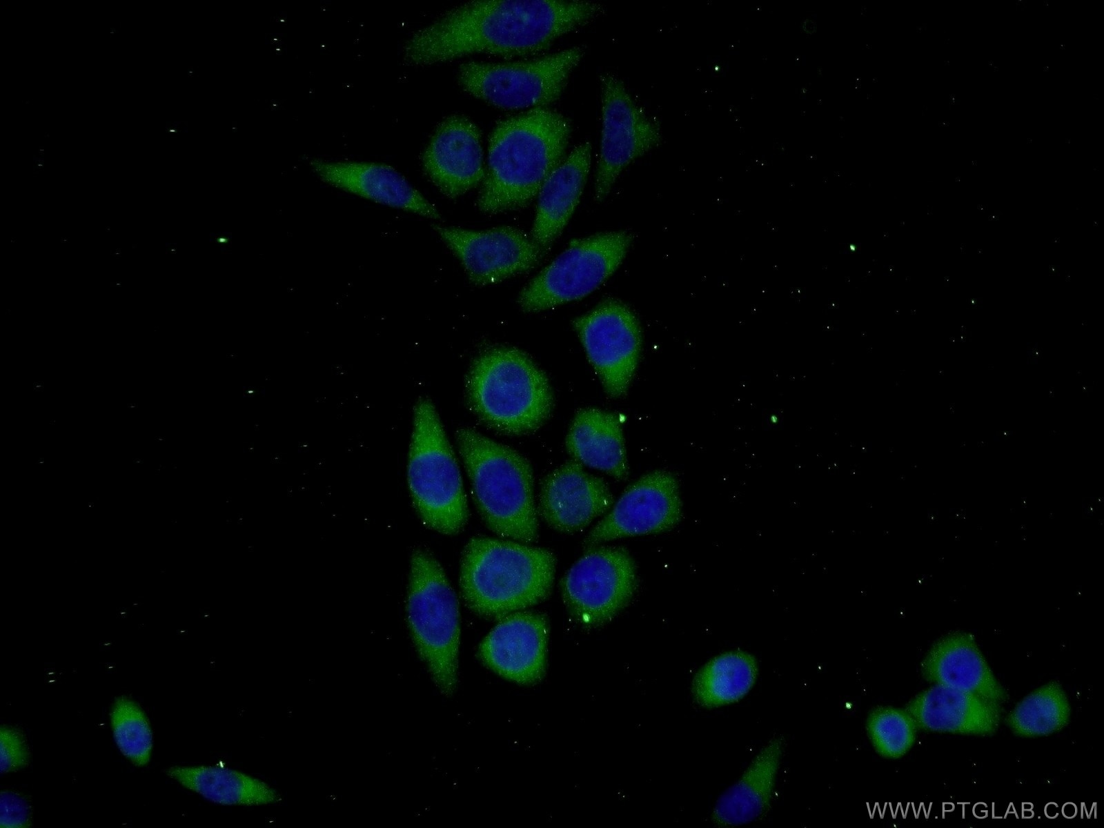 Immunofluorescence (IF) / fluorescent staining of L02 cells using KHDC1 Polyclonal antibody (23443-1-AP)