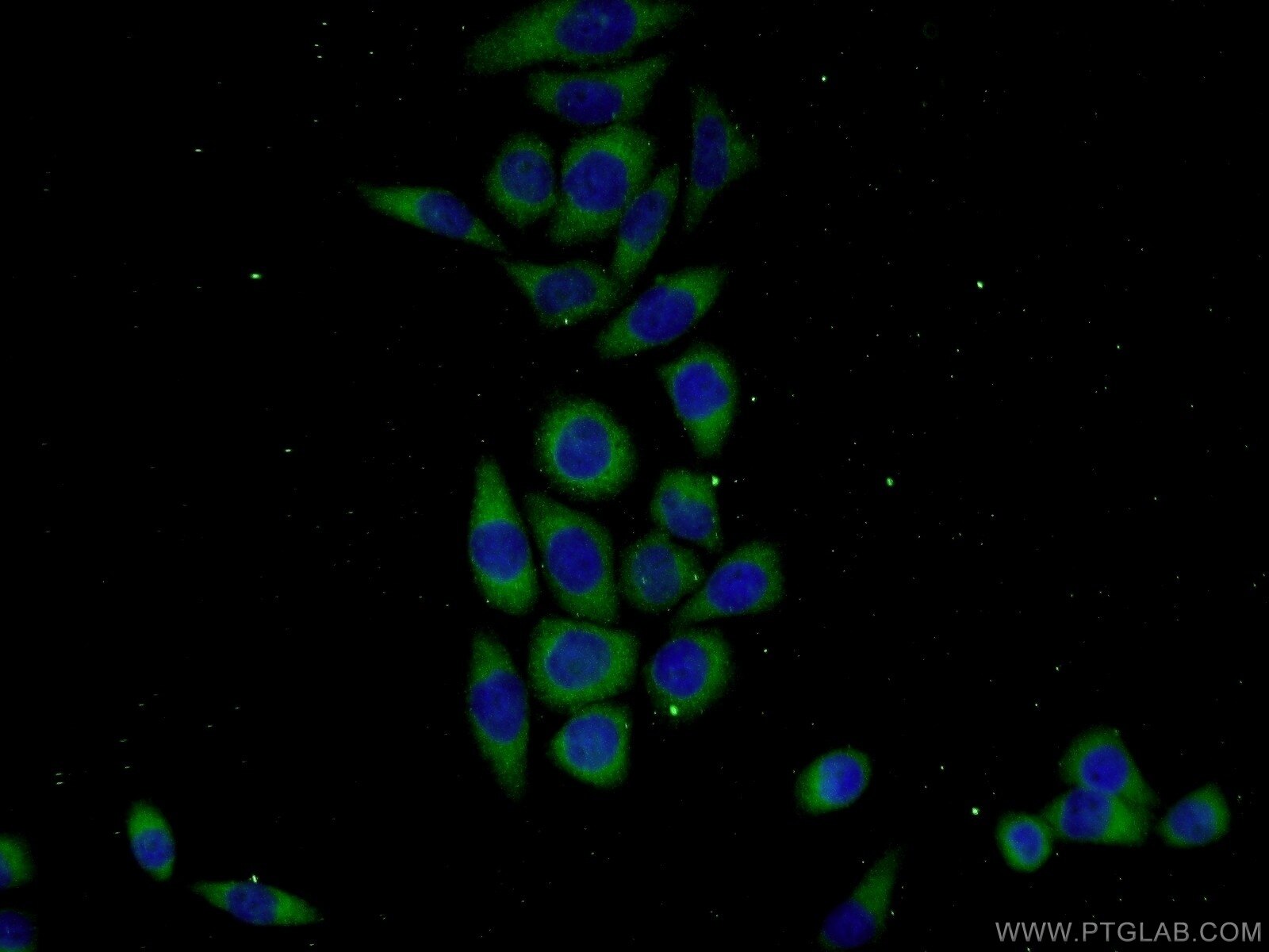 Immunofluorescence (IF) / fluorescent staining of L02 cells using KHDC1 Polyclonal antibody (23443-1-AP)