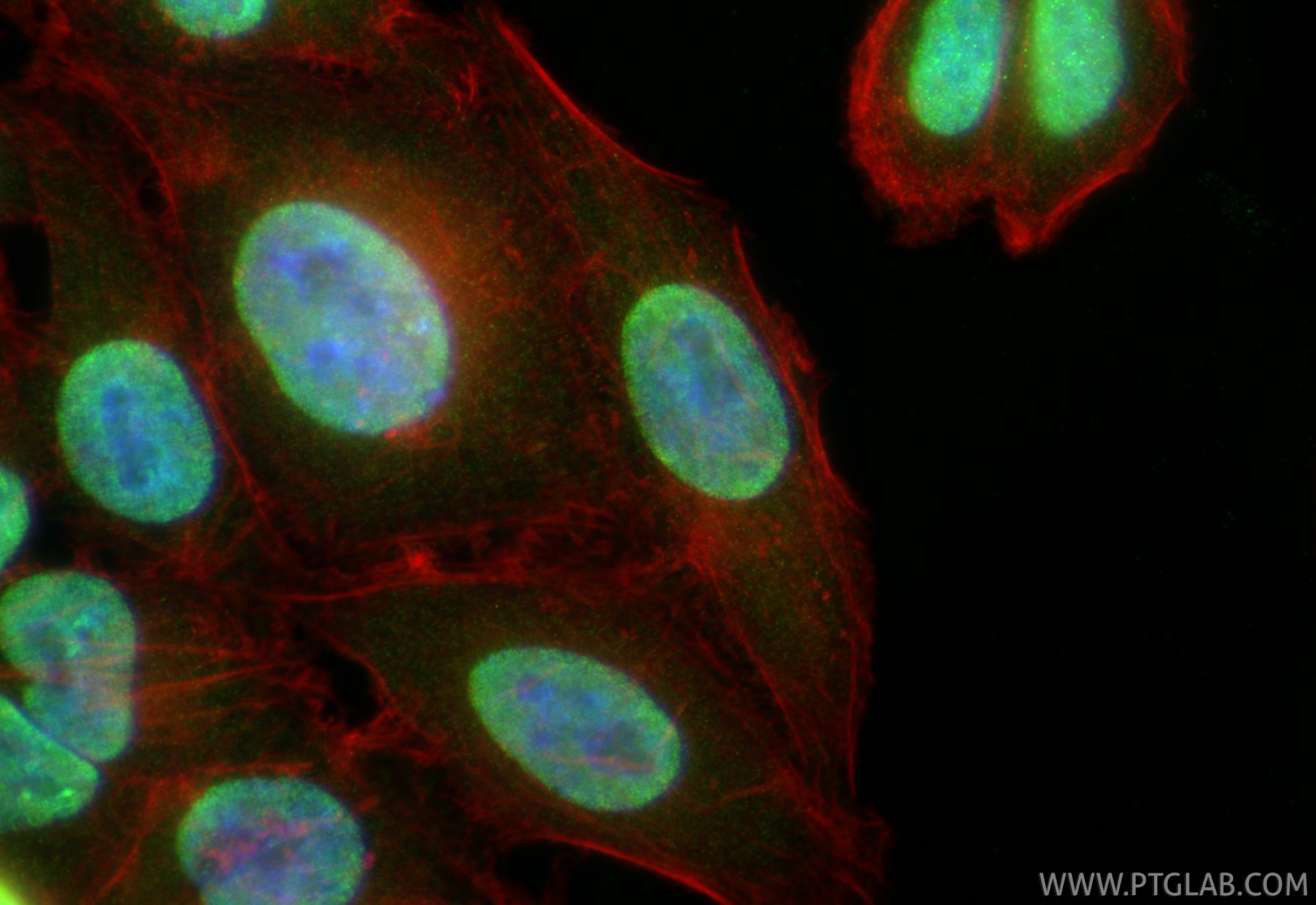 Immunofluorescent analysis of (4% PFA) fixed HepG2 cells using Sam68 antibody (10222-1-AP) at dilution of 1:200 and CoraLite®488-Conjugated Goat Anti-Rabbit IgG(H+L) (SA00013-2), CL594-phalloidin (red). Immunofluorescence (IF) / fluorescent staining of HepG2 cells using Sam68 Polyclonal antibody (10222-1-AP)