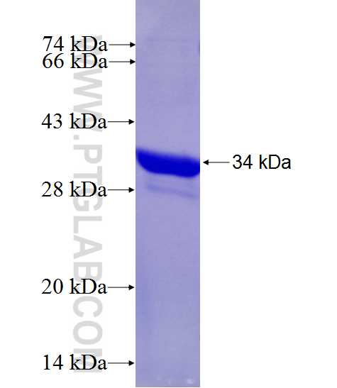 KHDRBS2 fusion protein Ag27623 SDS-PAGE