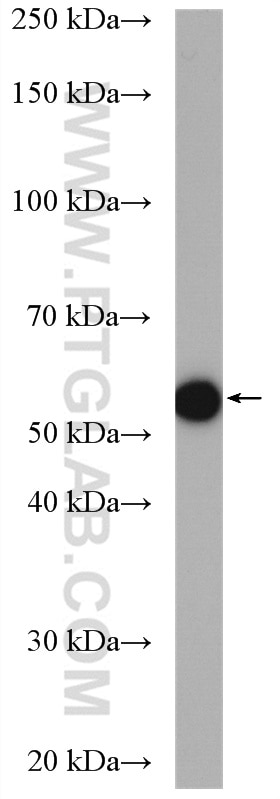 Western Blot (WB) analysis of BGC-823 cells using KHDRBS3 Polyclonal antibody (13563-1-AP)