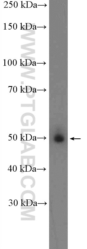 Western Blot (WB) analysis of mouse brain tissue using KHDRBS3 Polyclonal antibody (13563-1-AP)
