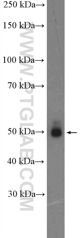 Western Blot (WB) analysis of mouse brain tissue using KHDRBS3 Polyclonal antibody (13563-1-AP)
