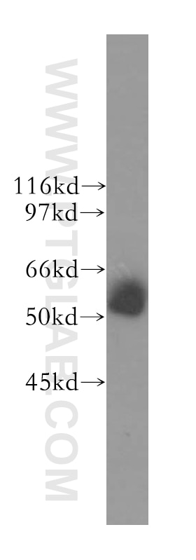 Western Blot (WB) analysis of human brain tissue using KHDRBS3 Polyclonal antibody (13563-1-AP)
