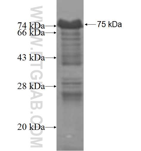 KHDRBS3 fusion protein Ag4438 SDS-PAGE