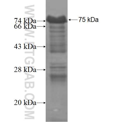KHDRBS3 fusion protein Ag4438 SDS-PAGE