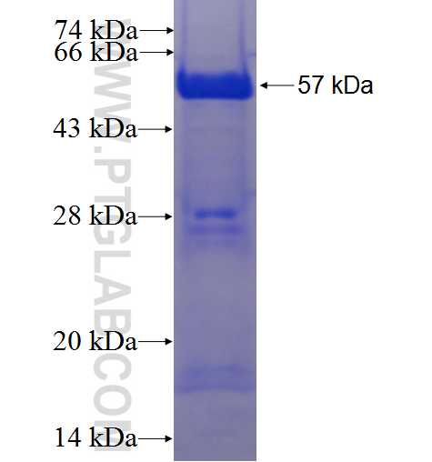 KHDRBS3 fusion protein Ag5538 SDS-PAGE