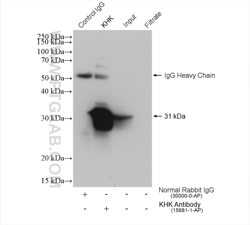 Immunoprecipitation (IP) experiment of HepG2 cells using KHK Polyclonal antibody (15681-1-AP)