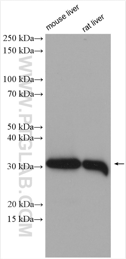 Western Blot (WB) analysis of various lysates using KHK Polyclonal antibody (15681-1-AP)