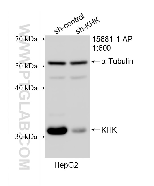 WB analysis of HepG2 using 15681-1-AP Western Blot (WB) analysis of HepG2 cells using KHK Polyclonal antibody (15681-1-AP)