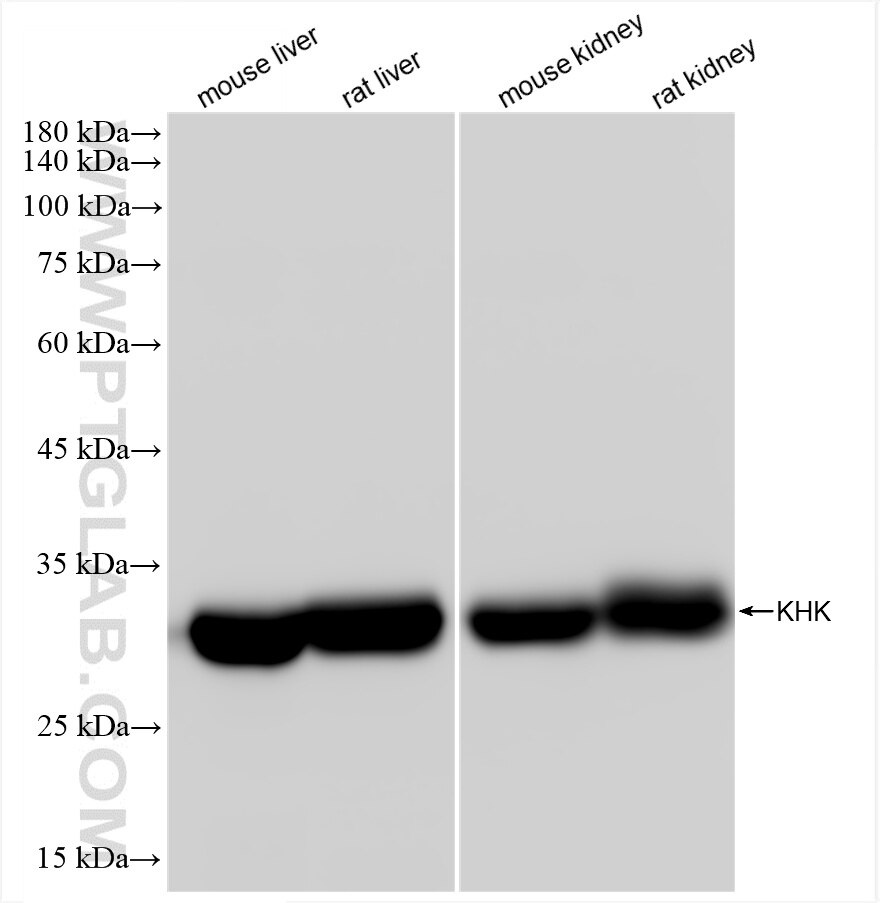 Western Blot (WB) analysis of various lysates using KHK Recombinant antibody (85386-1-RR)