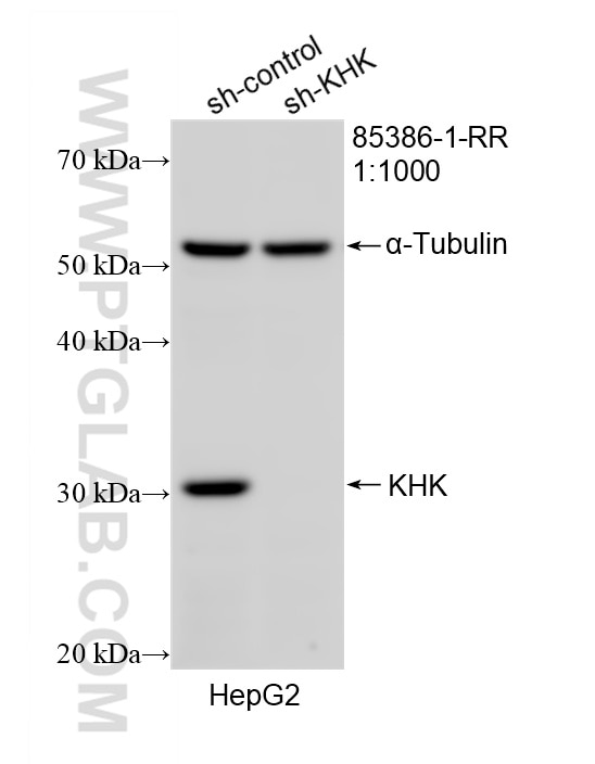 WB analysis of HepG2 using 85386-1-RR Western Blot (WB) analysis of HepG2 cells using KHK Recombinant monoclonal antibody (85386-1-RR)