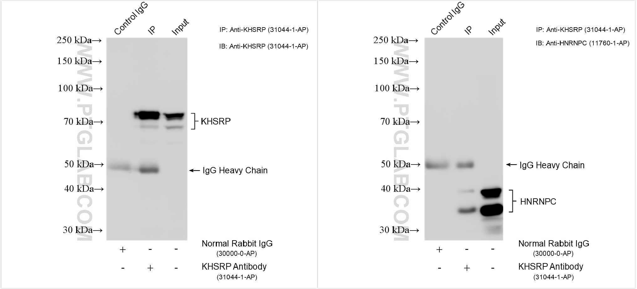 Immunoprecipitation (IP) experiment of HeLa cells using KHSRP Polyclonal antibody (31044-1-AP)