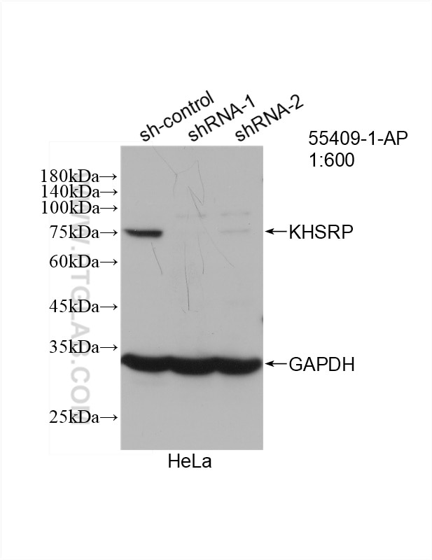 Western Blot (WB) analysis of HeLa cells using KHSRP Polyclonal antibody (55409-1-AP)