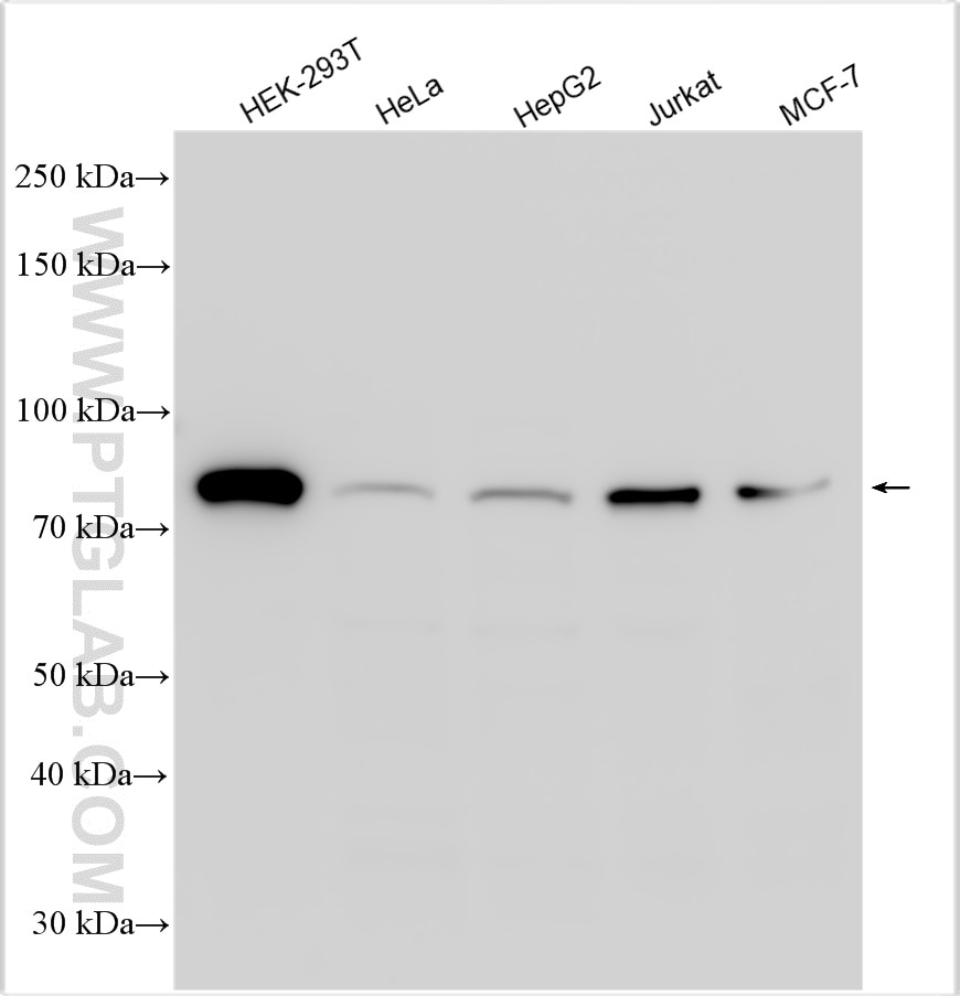 Western Blot (WB) analysis of various lysates using KHSRP Polyclonal antibody (55409-1-AP)