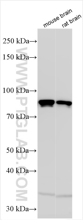 WB analysis using 55409-1-AP